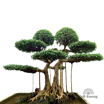 Bon Sai 04