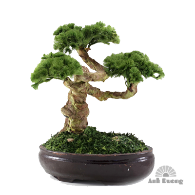 Bon Sai 07