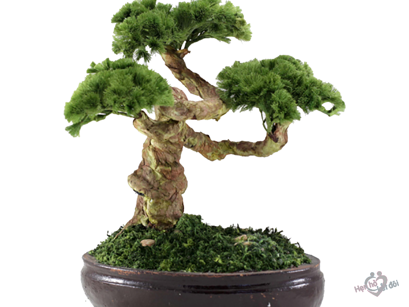 Bon Sai 07