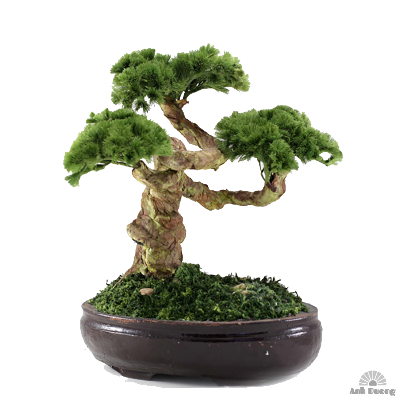 Bon Sai 07